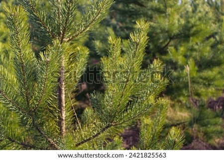 Forest green pine needles background
