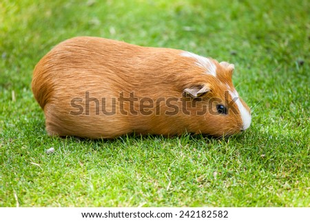 Brown and white Guinea pig eating grass