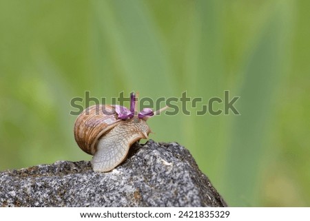 Grape snail on a stone in its natural habitat.Cute snail with lilac flower on its head.Spring theme,spring awakening of nature. Royalty-Free Stock Photo #2421835329