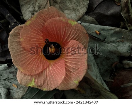 pink flowers with leaf fibers and hexagonal leaf shape and on top of a pile of dry leaves