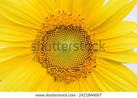 Close up sun flower yellow