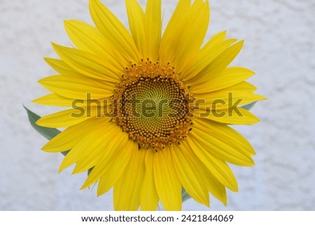 Close up sun flower yellow