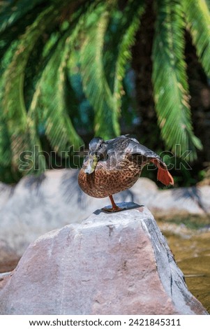 Mallard duck on a rock in pond with clear reflective water.  Waterfowl standing on boulder in water with green reflection.  