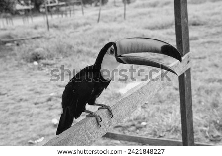 image of toucan with beak outside. toucan with beak outdoor. toucan with beak in wildlife.