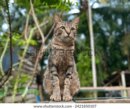 cute cat is sitting daydreaming on a log