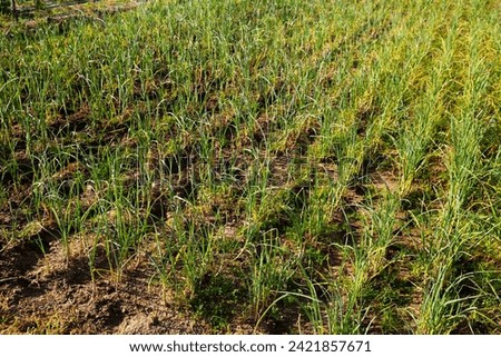 Green sprouts of garlic on a summer field. High quality photo