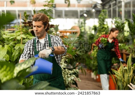 Focused experienced adult floriculturist watering potted ornamental houseplants while working in garden center.. Royalty-Free Stock Photo #2421857863