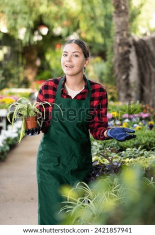 Smiling young girl, greenhouse worker in green apron, standing near rack with ornamental plants, offering Chlorophytum comosum with greenish-white striped leaves in pot for home decor.. Royalty-Free Stock Photo #2421857941