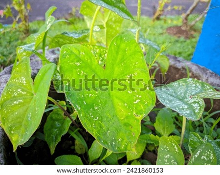 portrait of fresh leaves in the morning, dewy leaves