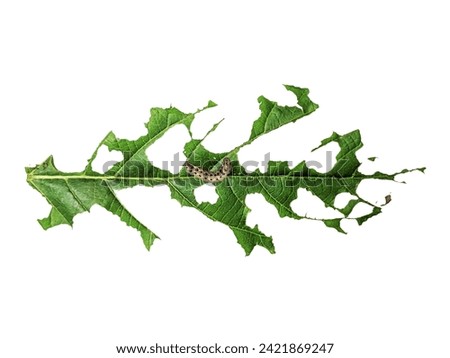 green leaves eaten by pest caterpillars on an isolated white background Royalty-Free Stock Photo #2421869247