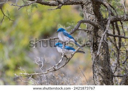 A Mexican Jay perches in a tree in the Chisos Basin of Big Bend National Park, in Southwest Texas.