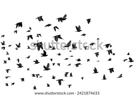 Flock of flying birds, white background