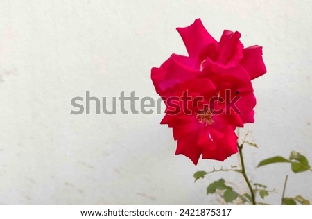 image of beautiful red roses