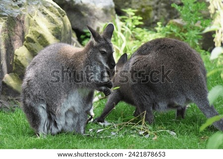 Two Wallabys in the grass and rocks small kangaroo