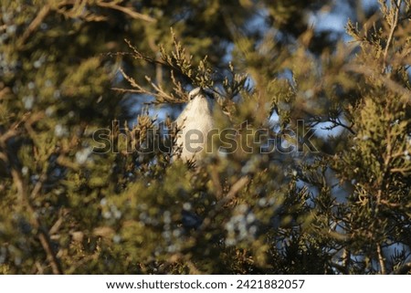 Northern mockingbird perched in a tree