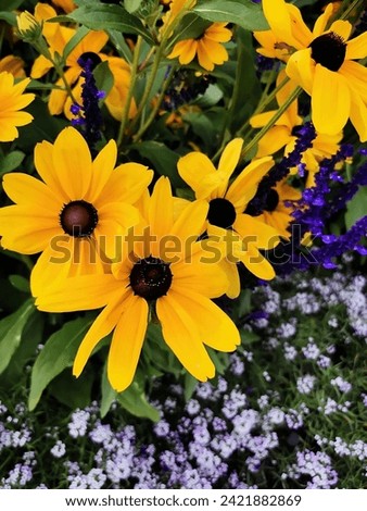 Beautiful picture of Sunflowers. These flowers have vibrant colors.