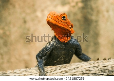 Picture of a red head lizard  sitting on a wood
