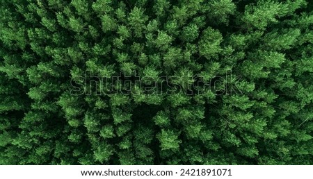 Wild forest background. Woods conservation. Aerial view. Fresh green summer nature park trees foliage soothing countryside landscape from above.