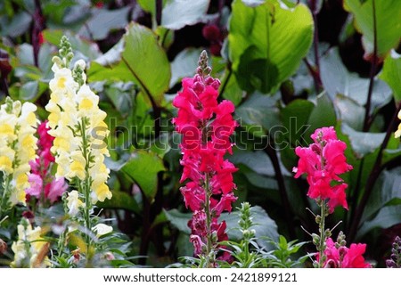 Flower of Antirrhinum are commonly known as Dragon flowers or Snapdragons flower blooming in the morning at The Royal Agricultural Station Angkhang in Chiang Mai province of Thailand.