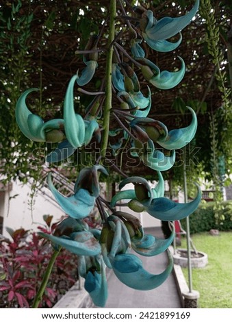 The jade vine, native to the Philippines, is a stunning flowering plant known for its vibrant turquoise or greenish-blue flowers.  Royalty-Free Stock Photo #2421899169