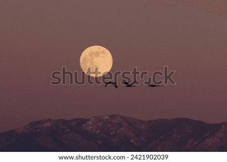 Sandhill Crane and full moon  Bernardo Waterfowl Area – Bosque, New Mexico USA Royalty-Free Stock Photo #2421902039