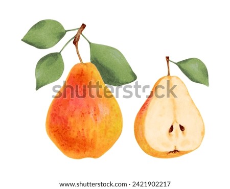 Yellow whole pear with leaves and half of fruit.Botanical watercolor illustration.Clip art of ripe fruits from tree for menu design,agriculture.Sketch of organic food.Hand drawn isolated.