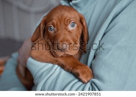 One brown Hungarian Vizsla puppy sits in the arms of its owner. The concept of lifestyle, friendship with a person, love for animals, way of life.