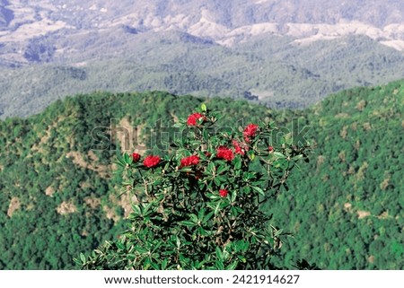red flower in mountain summit
