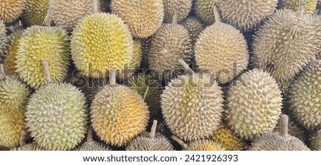 Close up picture of group of ripe durians are arranged in a pile at a durian seller.