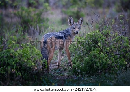 A picture of a wild jackal in Africa