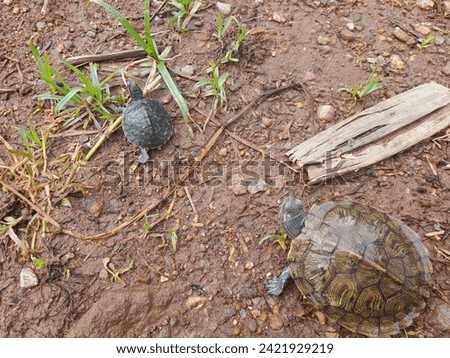 A charming photo featuring two Brazilian turtles, one small and the other in a poised stance. A delightful aquatic duo.


 Royalty-Free Stock Photo #2421929219