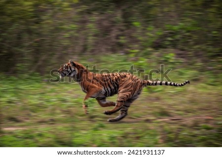 A picture of a tiger chasing its prey in the forest