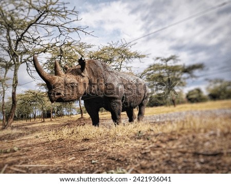 It was superb n more memorable experience with a rhino.. his name is Baraka. Baraka  is a blind rhino but he was not born blind.Born on November 20, 1994. Royalty-Free Stock Photo #2421936041