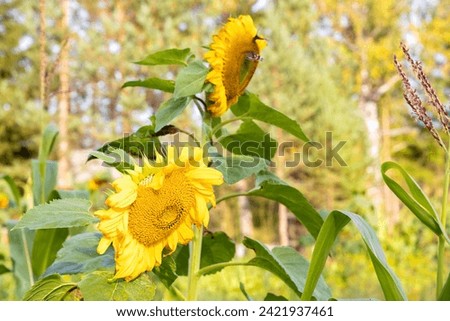 Sunflower in the field on a background of blue sky with clouds. sunflower and butterfly on a background of green foliage. Beautiful yellow sunflower on the background of the summer landscape. sunny da