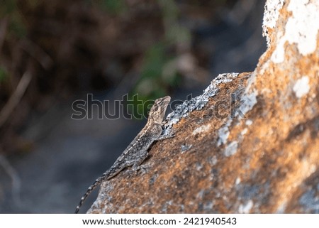 A Psammophilus dorsalis lizard aka Peninsular rock agama is captured in its natural environment, sunning on a rugged, lichen-covered rock.