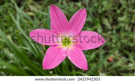 Rain lilies (Zephyranthes) are a genus of about 70 species of onion plants.  This plant is also known as fairy lilies, rain flowers, zephyr flowers or rain lilies.  picture taken at Bogor Indonesia 