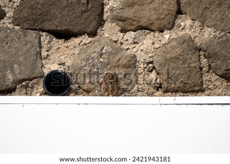 Little owl camouflaged in front of a stone wall. Little owl (Athene noctua). Bird photography. Animal. Wildlife. No people, nobody. Horizontal photo. 