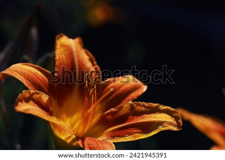Plants and flowers macro. Detail petals and leaves at sunset. Natural nature background.