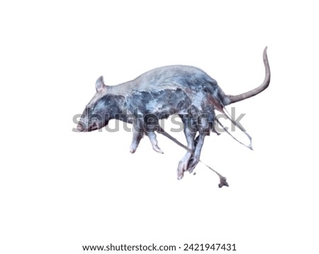 a dead mouse on a white background 
