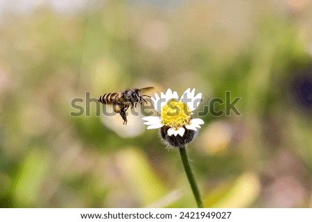 A macro close-up of a bee flying towards a flower for nectar, with a background of green-yellow-brown bokeh grass