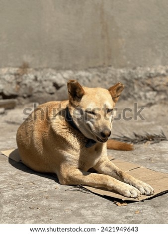 Dog sitting in a floor