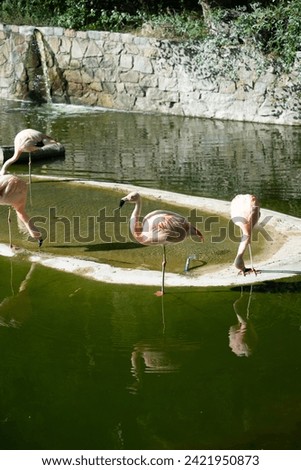 Four pink flamingos drinking water at the zoo.