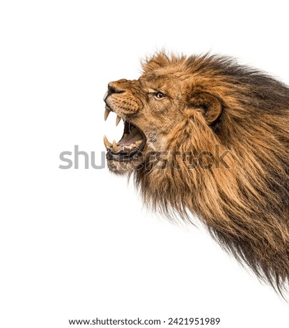 Head shot of a furious Lion roaring, Panthera Leo, isolated on white. Remastered version Royalty-Free Stock Photo #2421951989