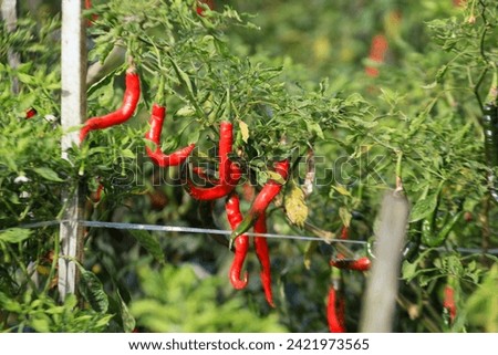Red and green chilli on plant in the garden, stock photo