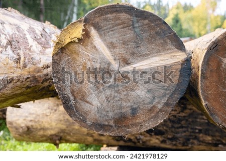 Wooden logs in the forest close-up. Timber logging. closeup of a pile of logs in the forest. Natural background. 