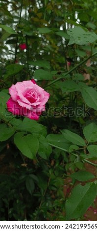 beautiful pink rose flowers in the wild
