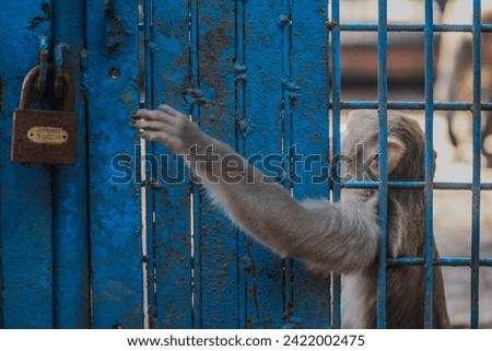 A monkey tried to escape from cage, Picture was taken from 'Bangabandhu Sheikh Mujib safari park' at Gazipur, Bangladesh. 28 dec, 2023