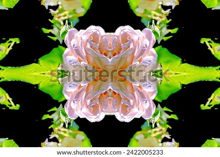 Abstract colored rose ornaments used as base for illustrations and drawings. Flower and green plants background.