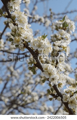 spring flowers of plum tree on the branches.