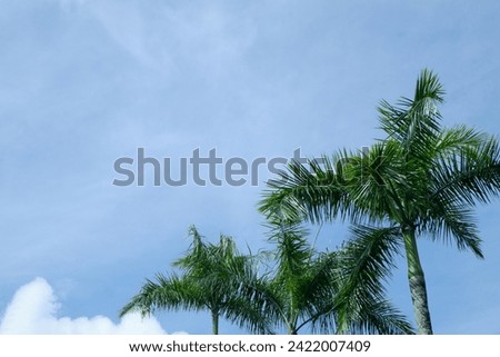 tall palm tree trunks against a bright blue sky background